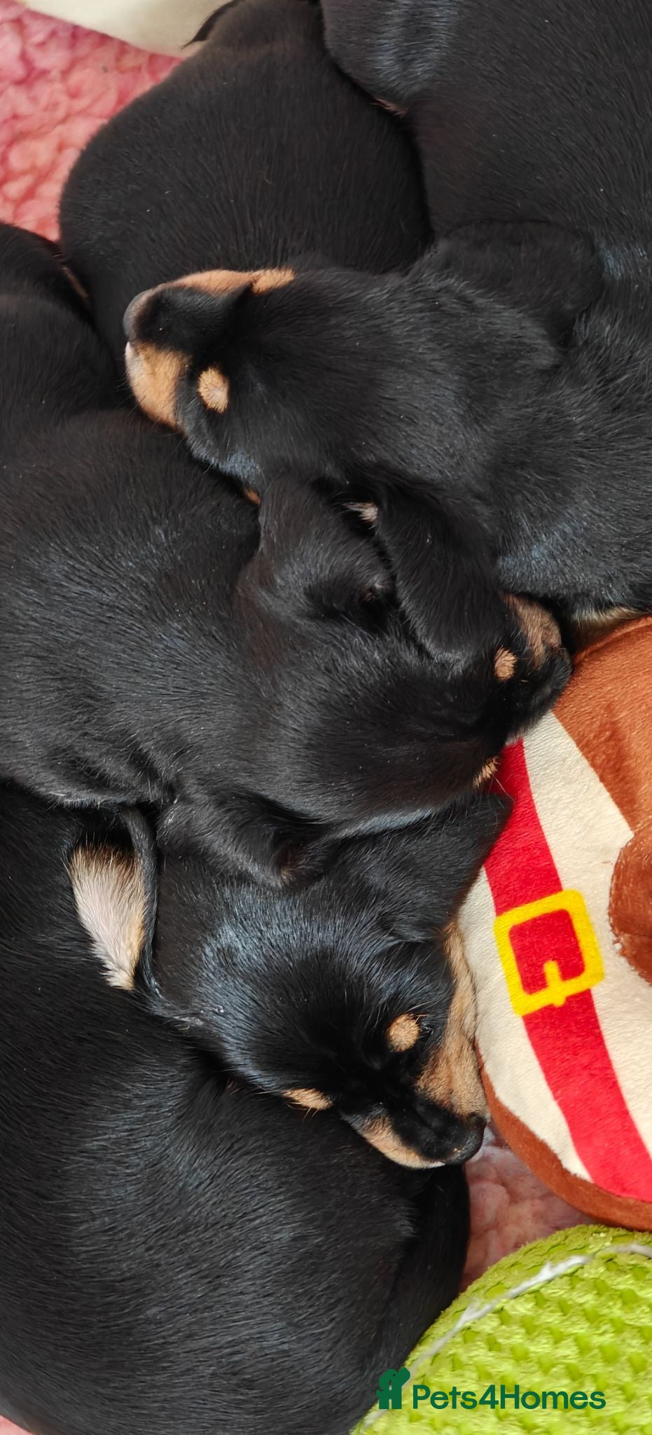 Mixed Breed dogs Mini Schnauzer /Mini Daxi F1 Schnoxie puppies  - Advert 2