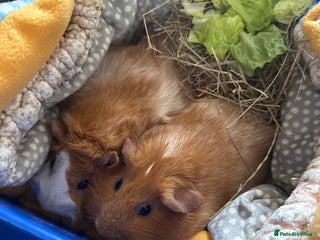 Guinea Pig rodents Free Guineas! - Advert 1