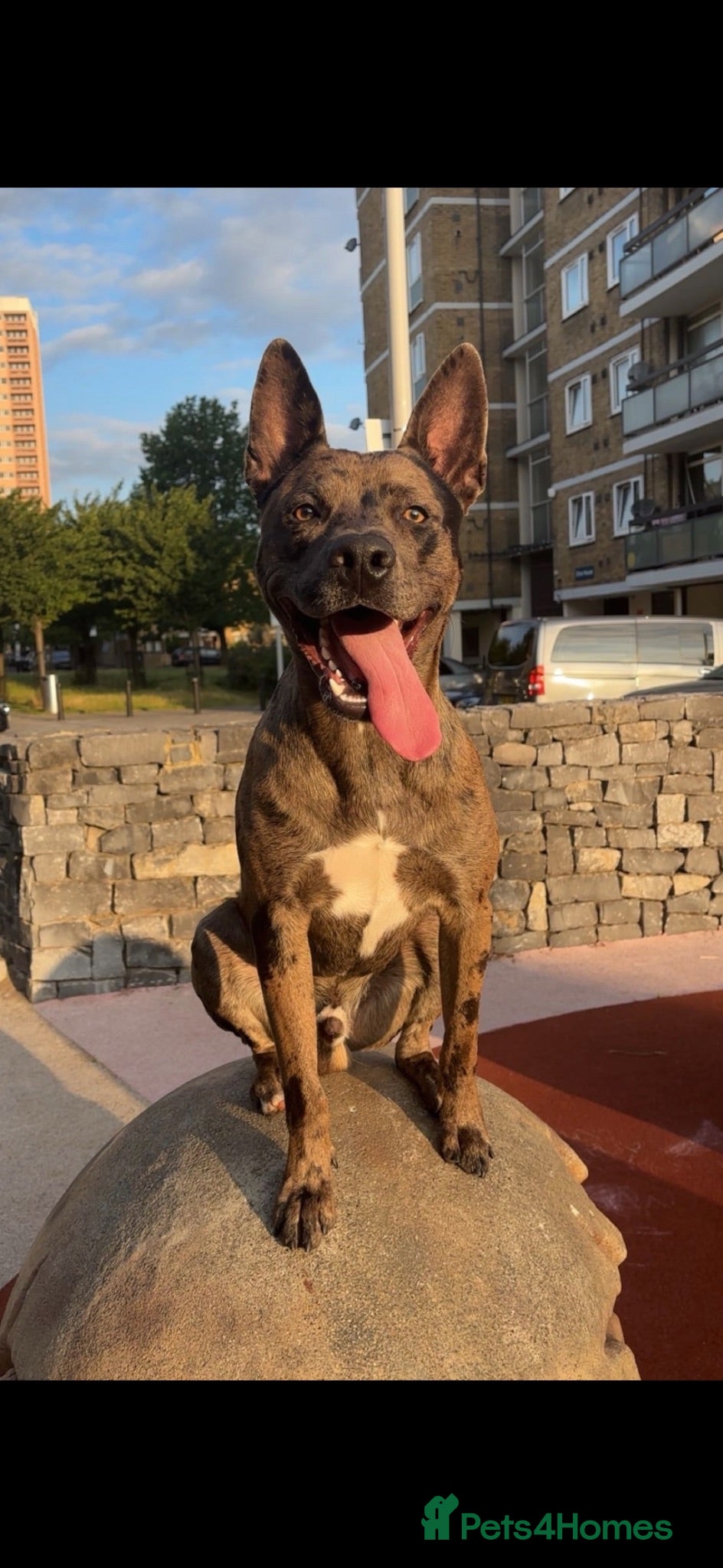 Mixed Breed dogs Belgian malinios x American bully for stud - Advert 1