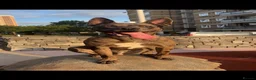Mixed Breed dogs for stud: Belgian malinios x American bully for stud - Advert 1