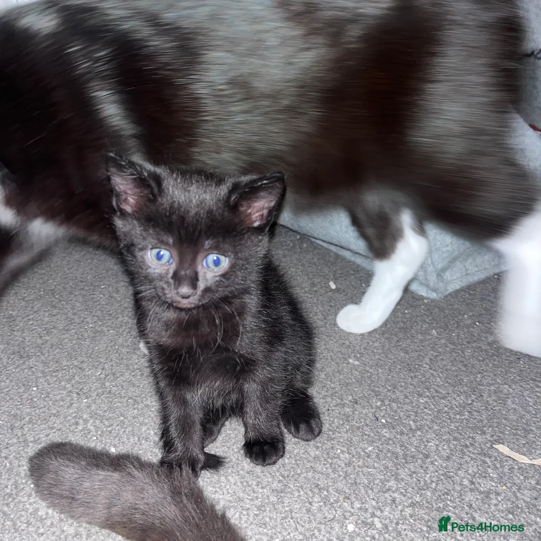 Mixed Breed cats for sale: Heart-Melting Kittens Ready for Forever Homes - Advert 3