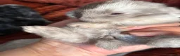 Mini Lop rabbits for sale: Please meet our gorgeous mini lops - Advert 10
