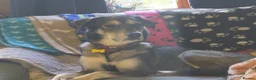 Mixed Breed dogs for sale: 75%Husky / 25% labrador. (LABSKI). in Ipswich - Advert 10