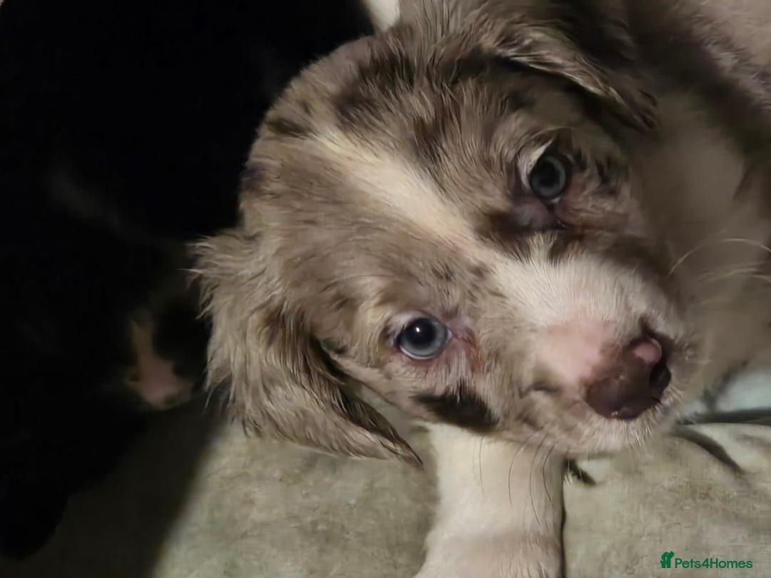 Mixed Breed dogs for sale: Beautifull sprollie pups - Advert 10