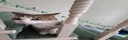Mixed Breed cats for sale: Tabby Cats 4 Sale in Barking - Advert 10