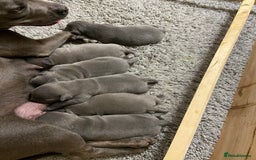 Staffordshire Bull Terrier dogs for sale: solid blues - Image 28