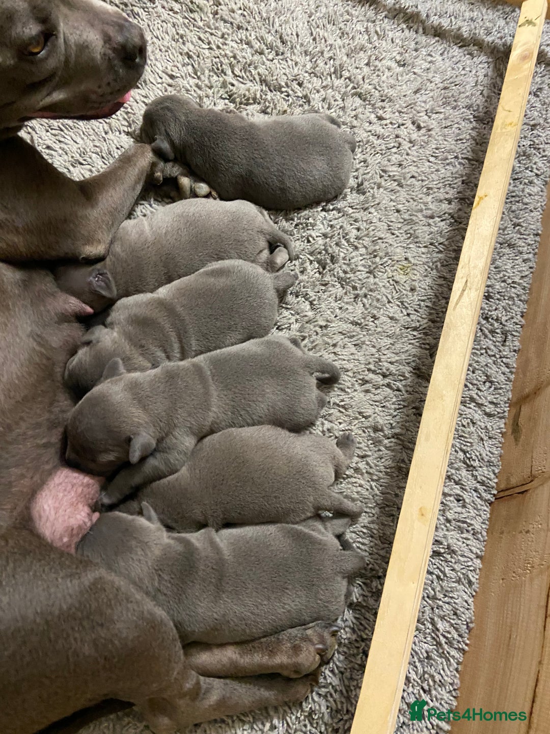 Staffordshire Bull Terrier dogs for sale: solid blues - Image 28