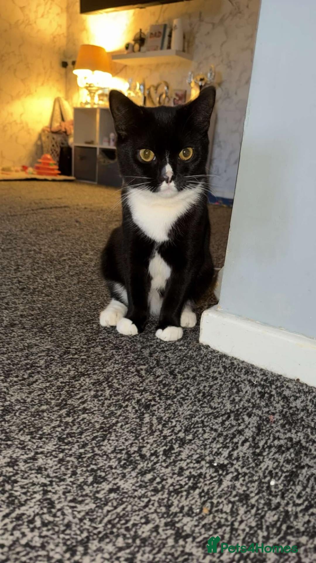 Mixed Breed cats Two male cats for rehoming - Advert 23