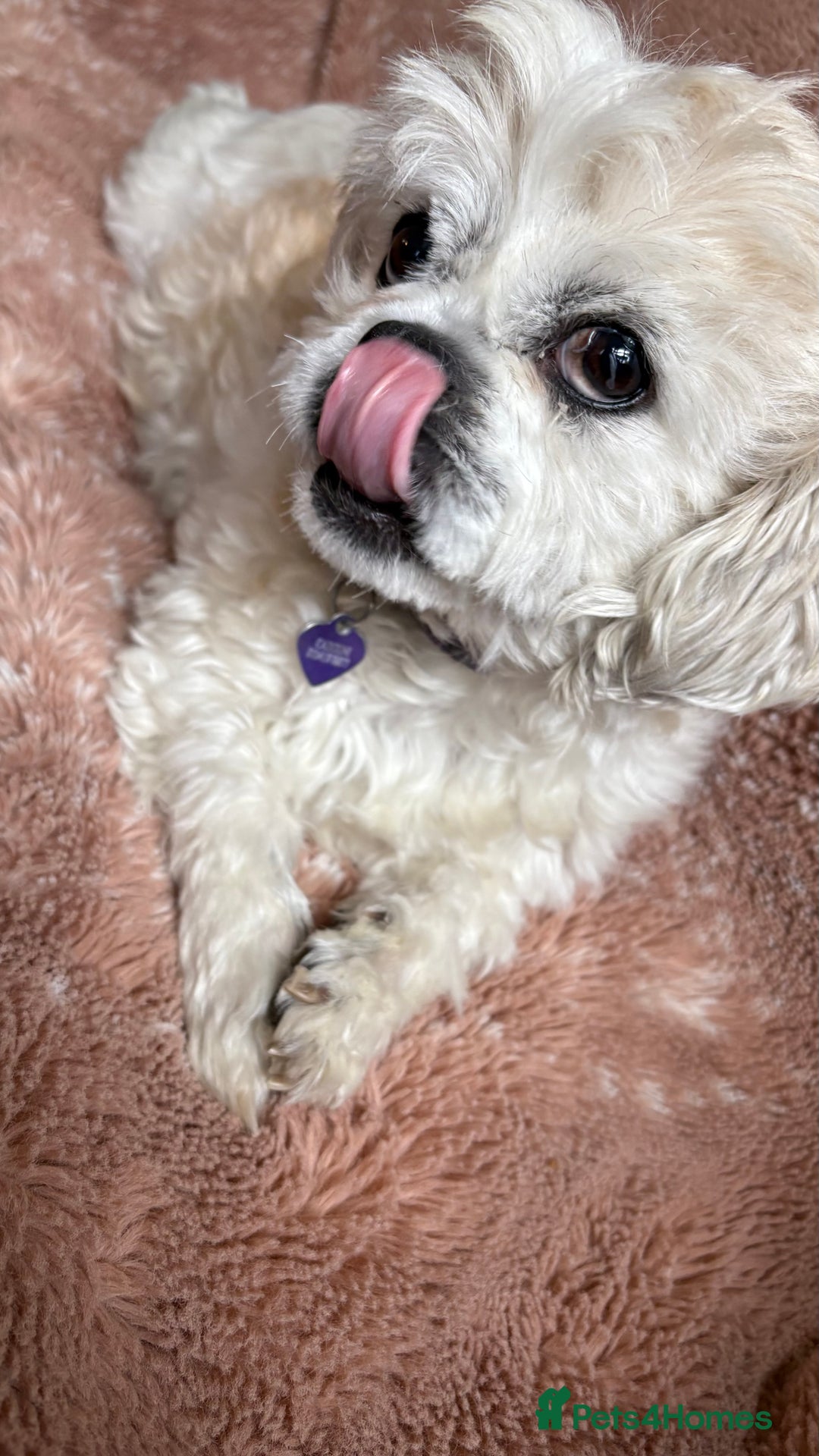 Mixed Breed dogs for sale: Loving Dog Looking for a New Home 🐾 - Image 2