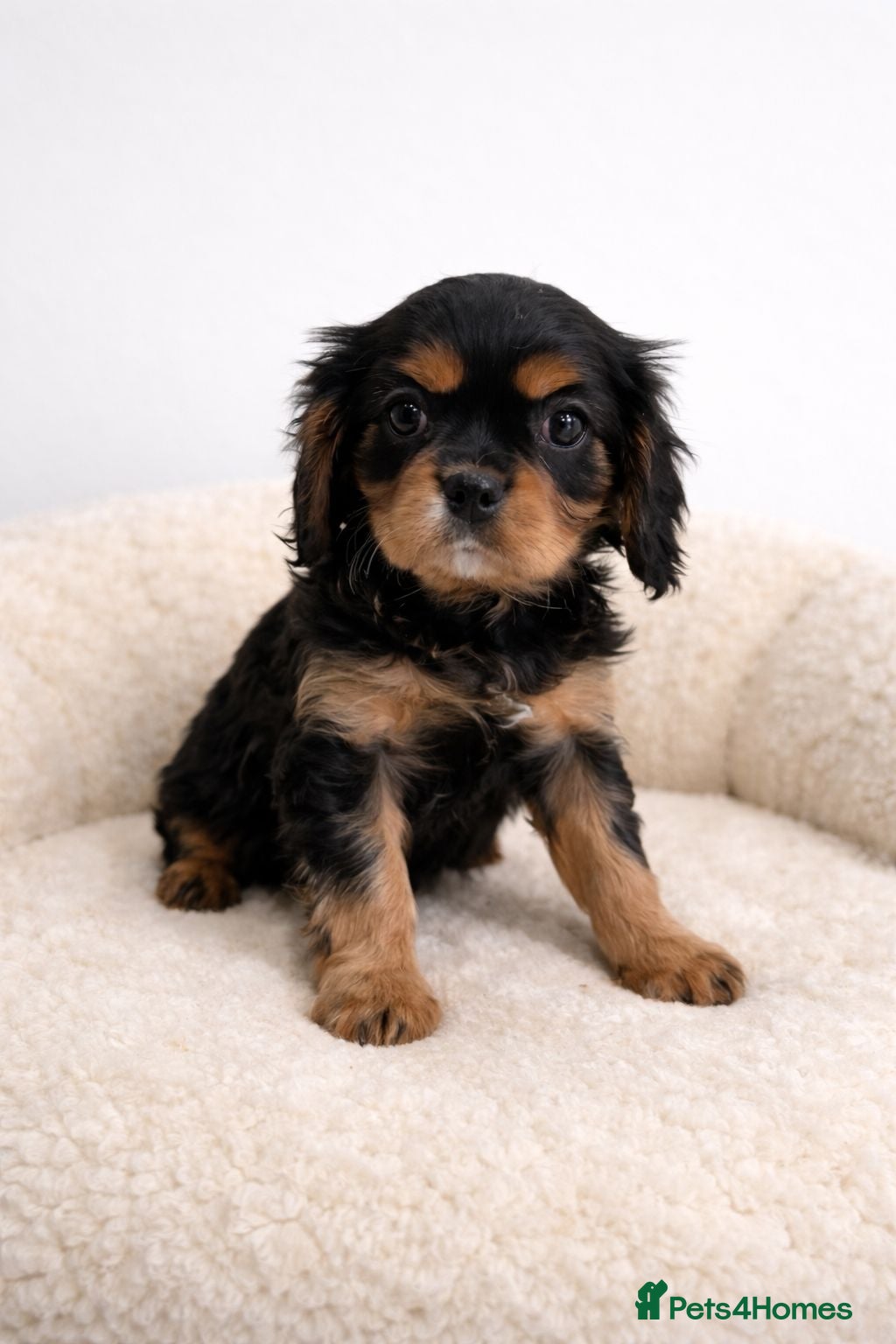 Cavalier King Charles Spaniel dogs Advanced trained Cavalier King Charles Spaniel - Advert 2