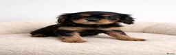 Cavalier King Charles Spaniel dogs for sale: Advanced trained Cavalier King Charles Spaniel - Advert 2