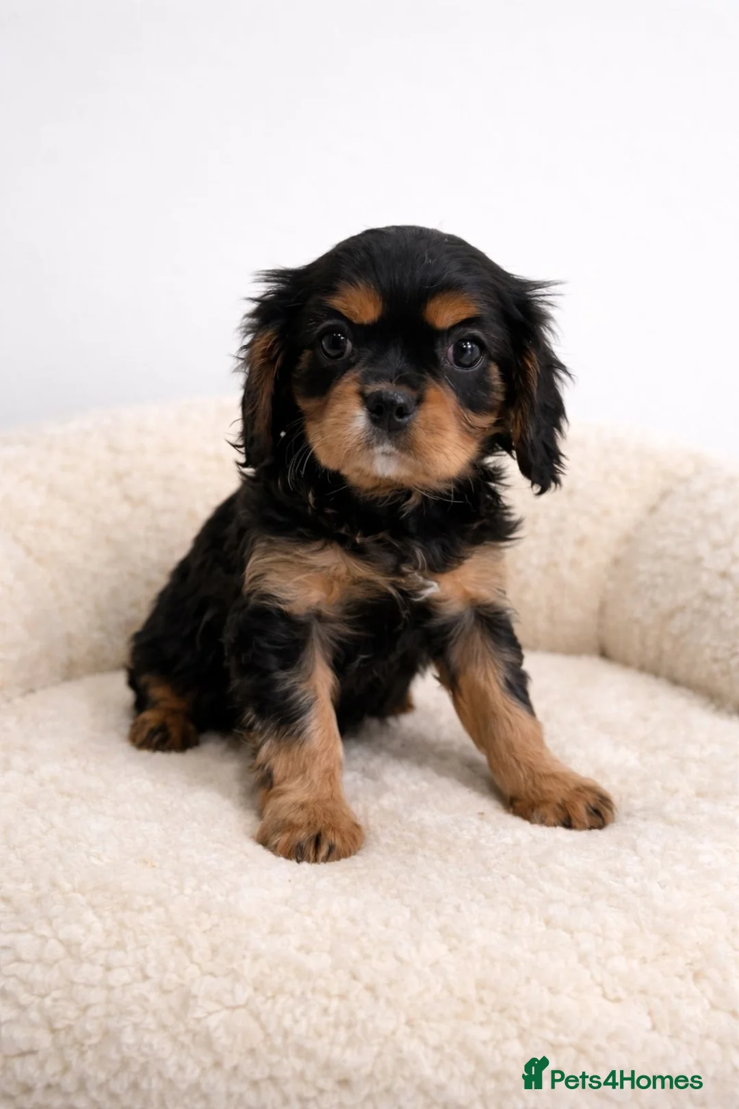 Cavalier King Charles Spaniel dogs for sale: Advanced trained Cavalier King Charles Spaniel - Advert 2