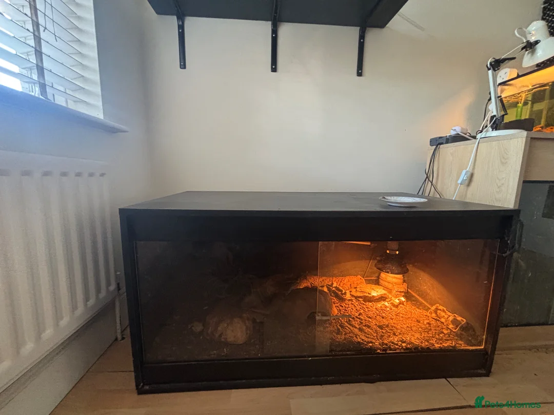 Monitor reptiles for sale: 2 adult ackie monitors for sale with setup  in Dagenham - Advert 4