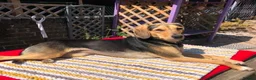 Mixed Breed dogs for adoption: Lottie –  10 months old, Mixed Breed Girl Pup - Advert 2