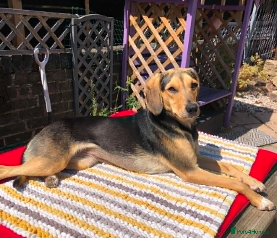 Mixed Breed dogs for adoption: Lottie –  10 months old, Mixed Breed Girl Pup - Advert 2