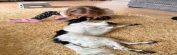 Cocker Spaniel dogs for sale: Simba 1 year old male cocker spaniel - Advert 5