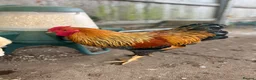 Chickens poultry for sale: Gold Partridge Wynadotte Bantum Cockerel  - Advert 1