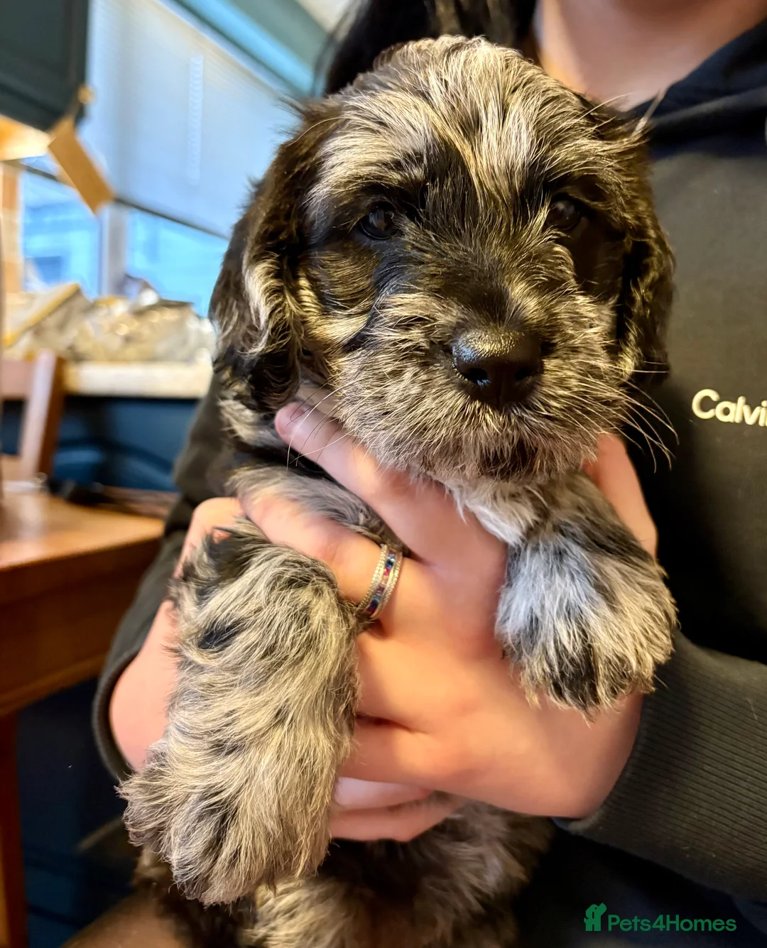 Labradoodle dogs for sale: Female F1 merle labradoodle  - Advert 5