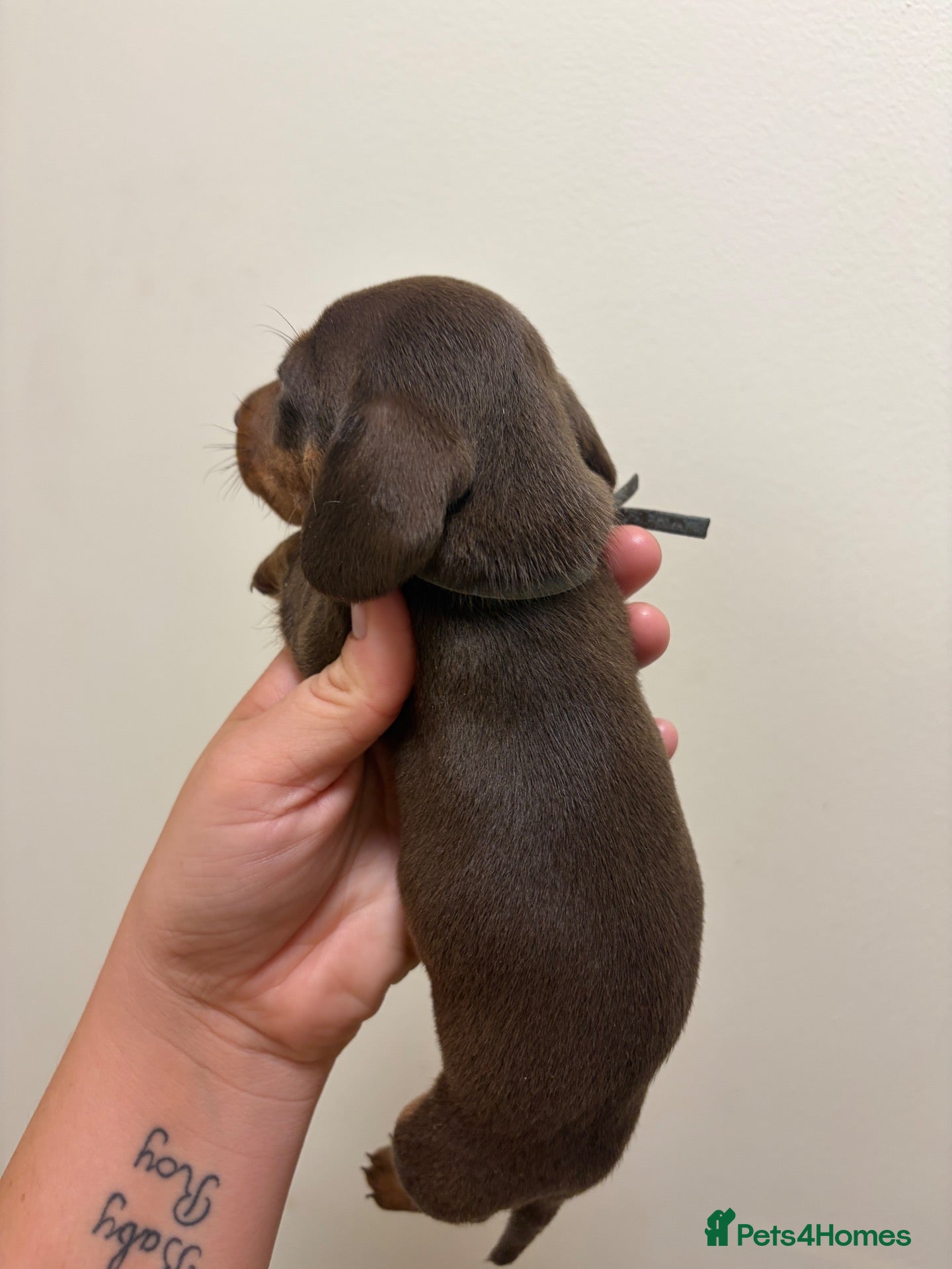 Miniature Dachshund dogs Miniature dachunds  - Advert 2