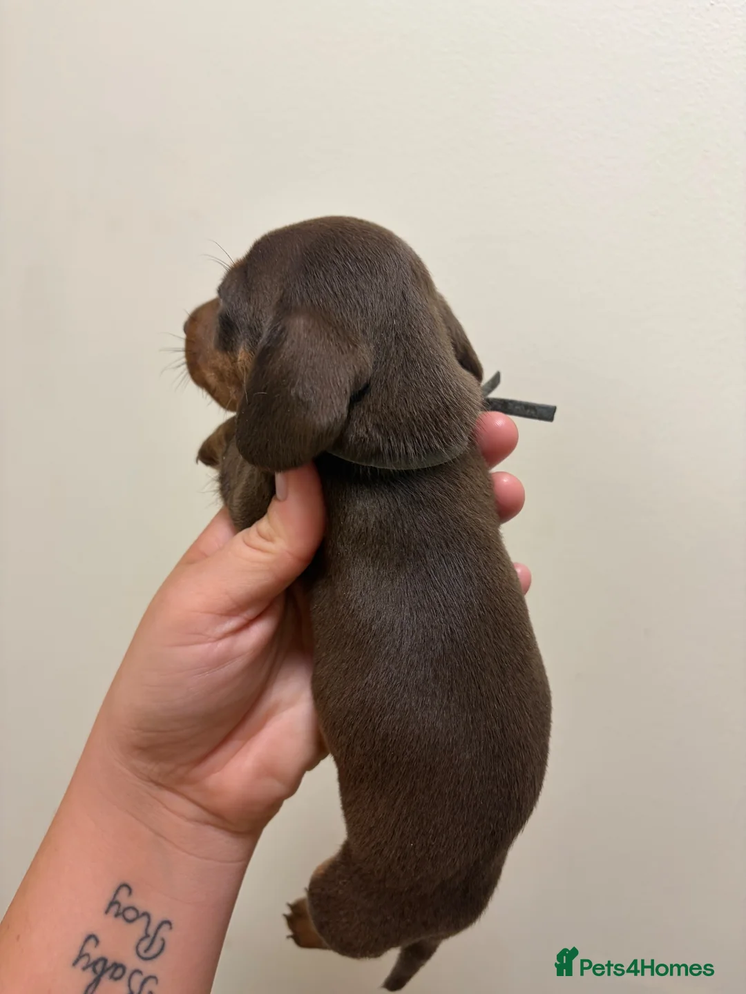 Miniature Dachshund dogs for sale: Miniature dachunds  - Advert 1