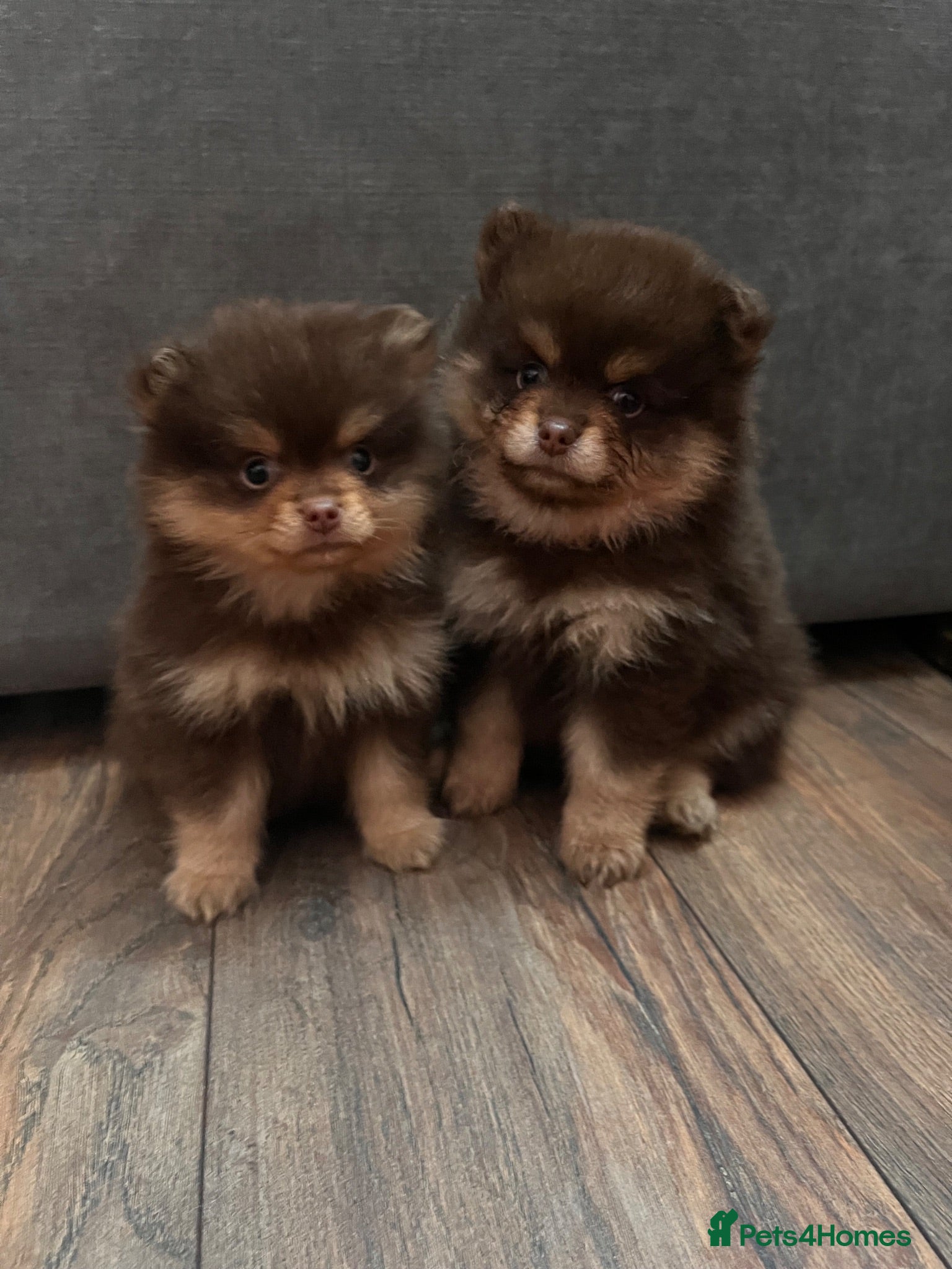 Pomeranian dogs Fluffy chocolate & tan boys READY TO LEAVE - Advert 1