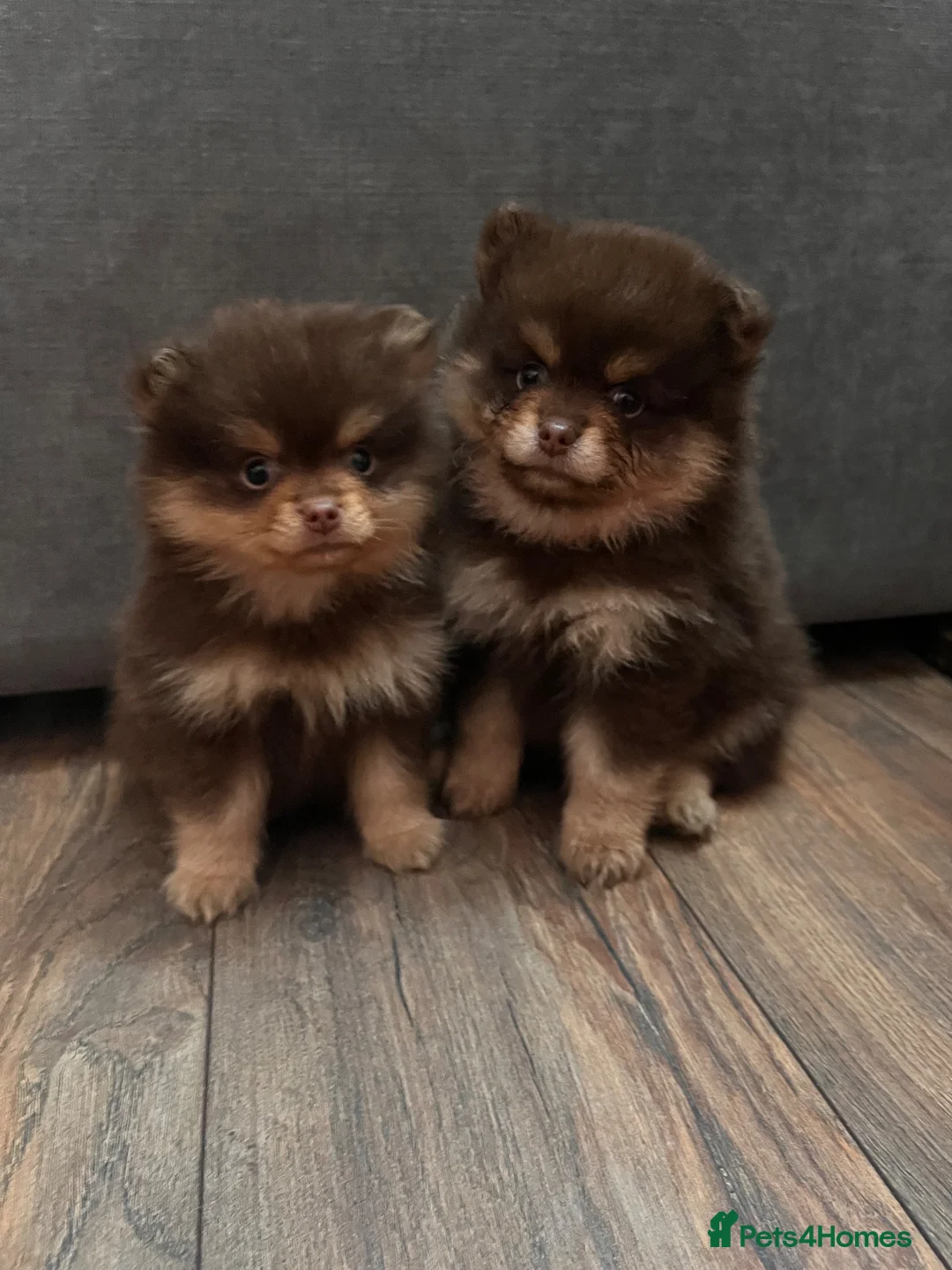 Pomeranian dogs for sale: Fluffy chocolate & tan boys READY TO LEAVE - Advert 1
