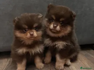 Pomeranian dogs Fluffy chocolate & tan boys READY TO LEAVE - Advert 1
