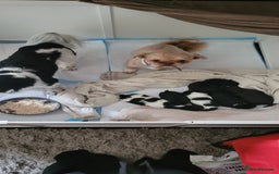 Shih Tzu dogs for sale: shih tzu puppies  - Advert 2