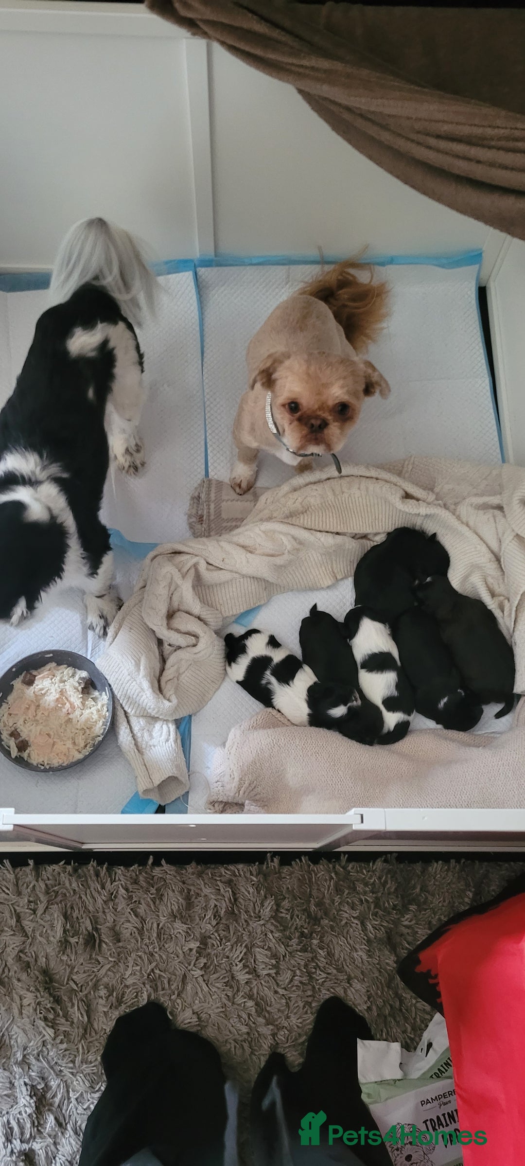 Shih Tzu dogs for sale: shih tzu puppies  - Advert 2