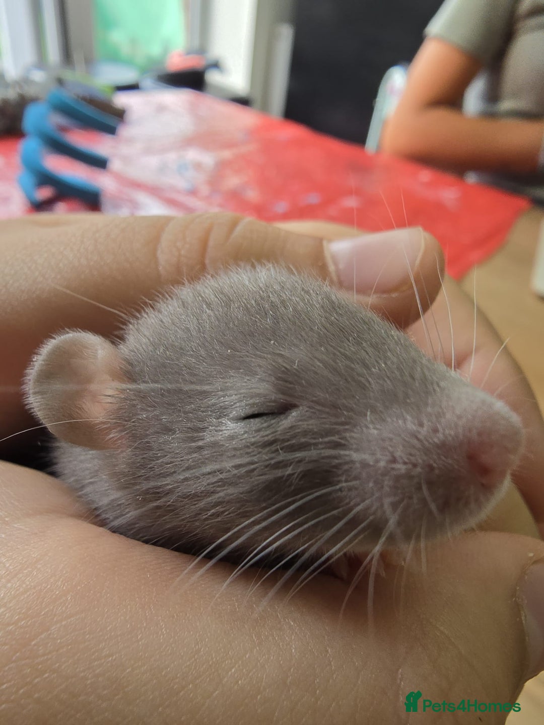Rat rodents for sale: Adorable baby Dumbo rats only 2 girls left - Image 10