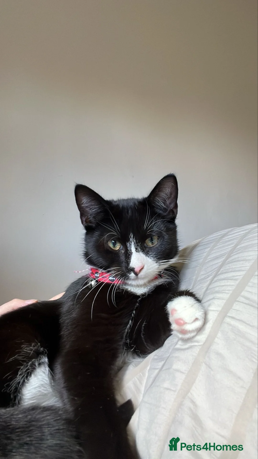 Mixed Breed cats for sale: Kittens  in Manchester - Advert 1