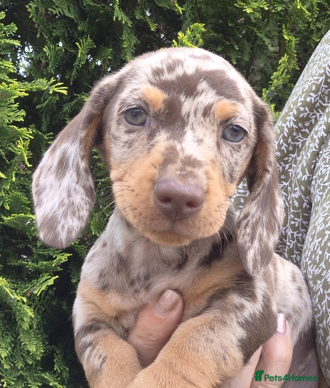 Miniature Dachshund dogs KC REGISTERED QUALITY PUPS  - Advert 2