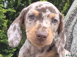 Miniature Dachshund dogs KC REGISTERED QUALITY PUPS - Advert 6