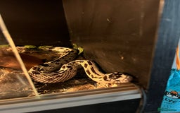 King Snake reptiles for sale: Female king snake with vivarium  - Image 2