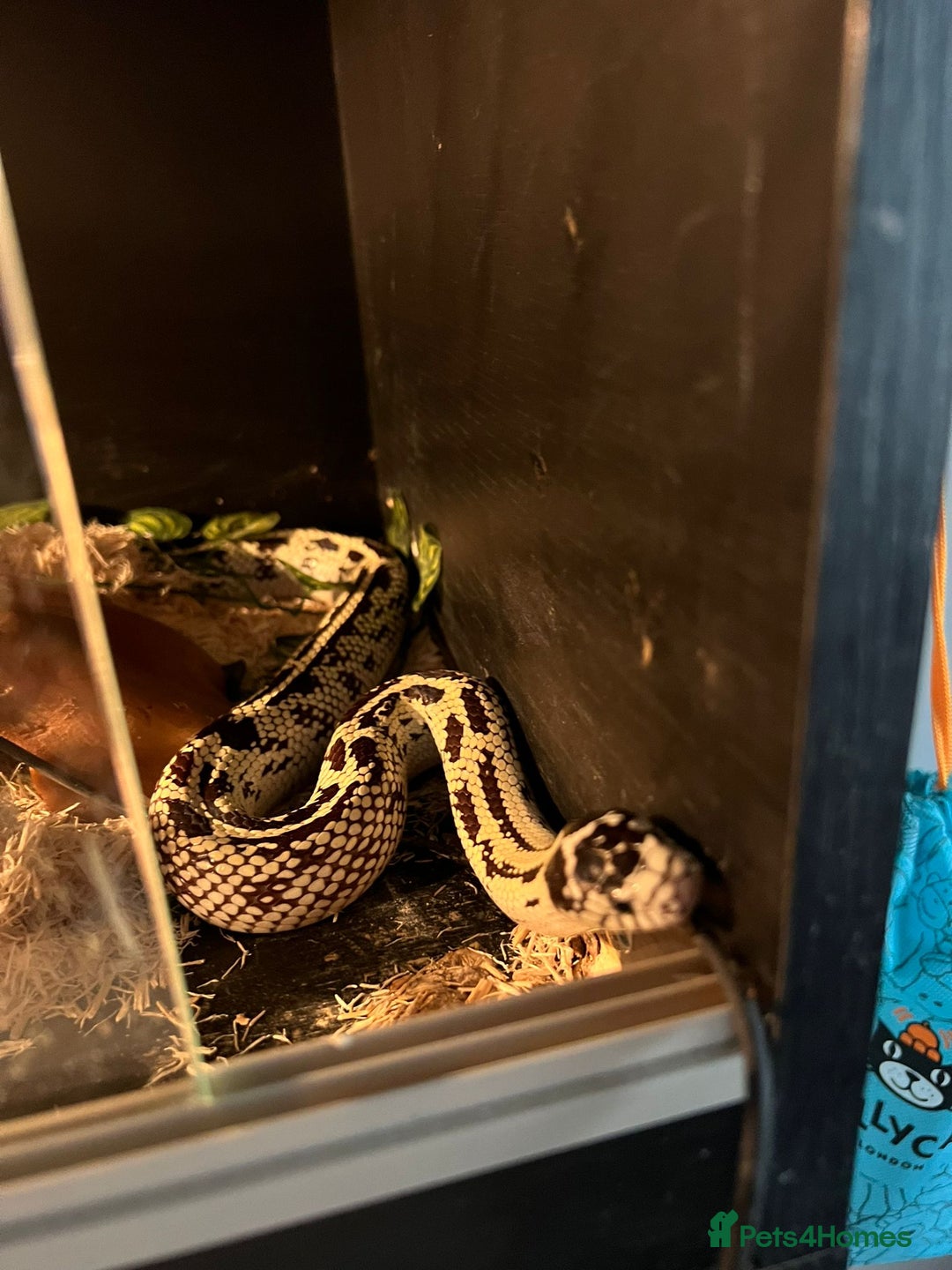 King Snake reptiles for sale: Female king snake with vivarium  - Image 2