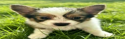 Papillon dogs for sale: Kc reg Papillon boy READY NOW!!! - Advert 9
