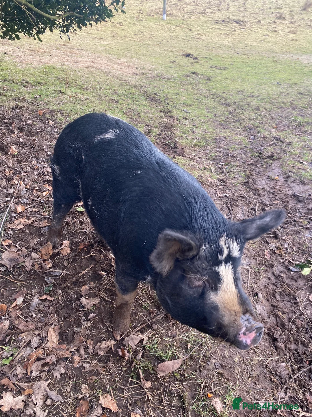 Pig livestock for sale: Pure bred kune kune sow  - Advert 3