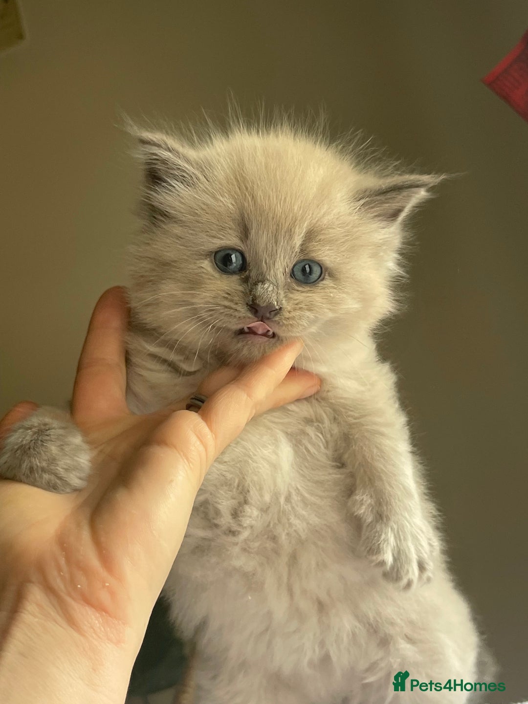 Ragdoll cats for sale: TICA registered pedigree Mink & blue point kittens - Image 31