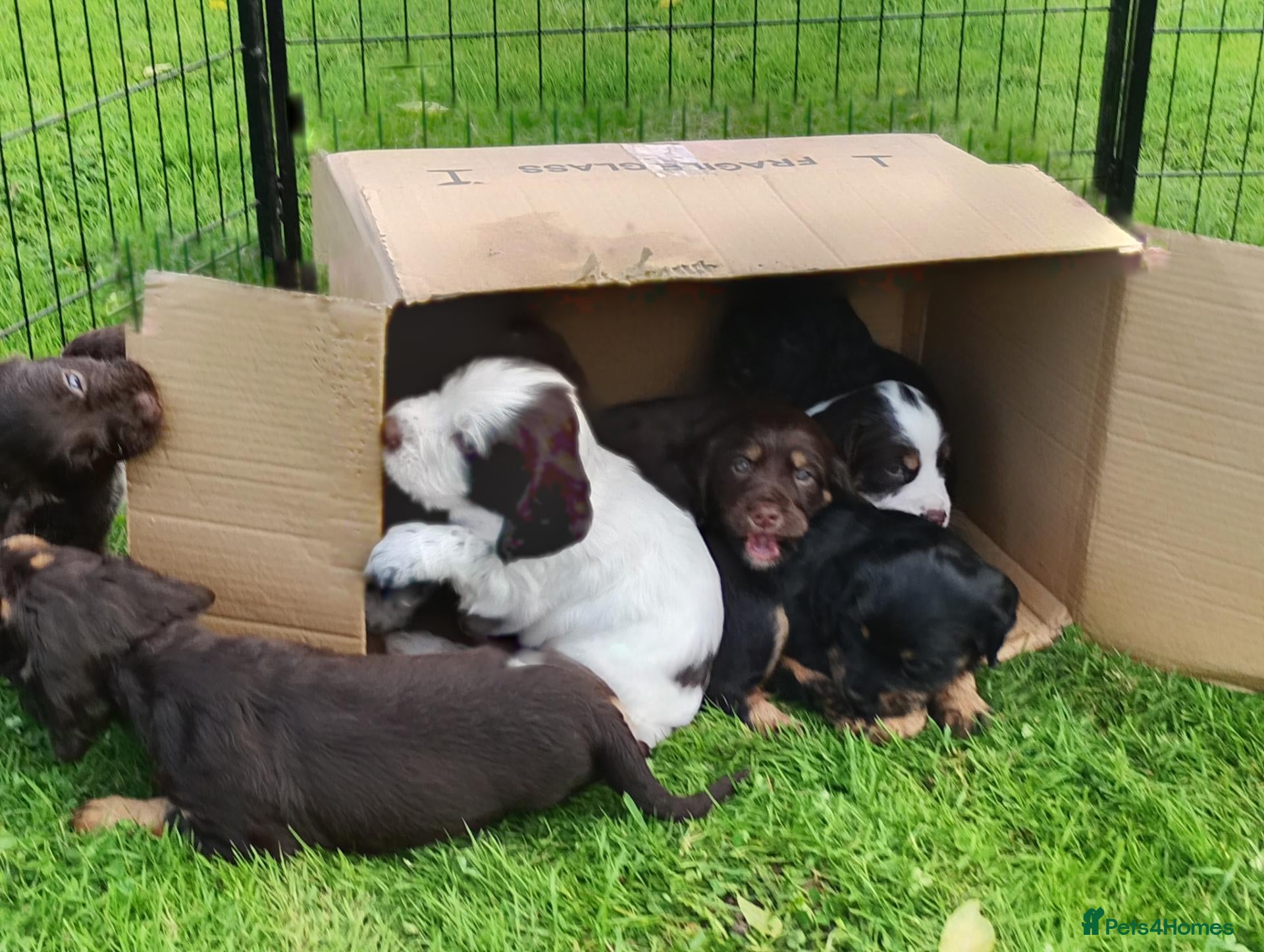 Sprocker dogs Gorgeous Sprocker Spaniel Puppies - Advert 2