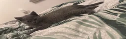British Shorthair cats for sale: British shorthair kittens  - Advert 8