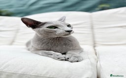 Russian Blue cats for sale: Lovely full pedigree Russian Blue 1.5 years old - Image 1