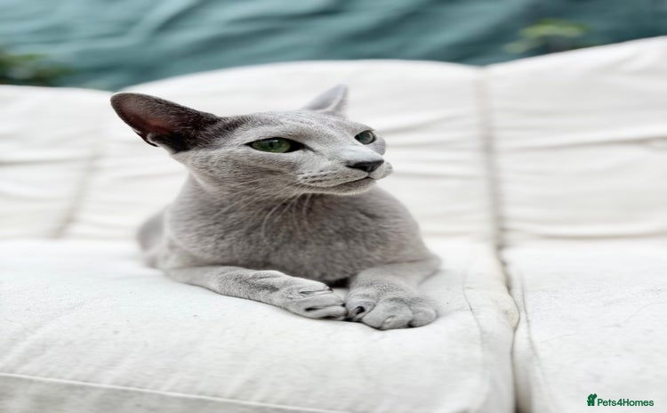 Russian Blue cats - Advert 3