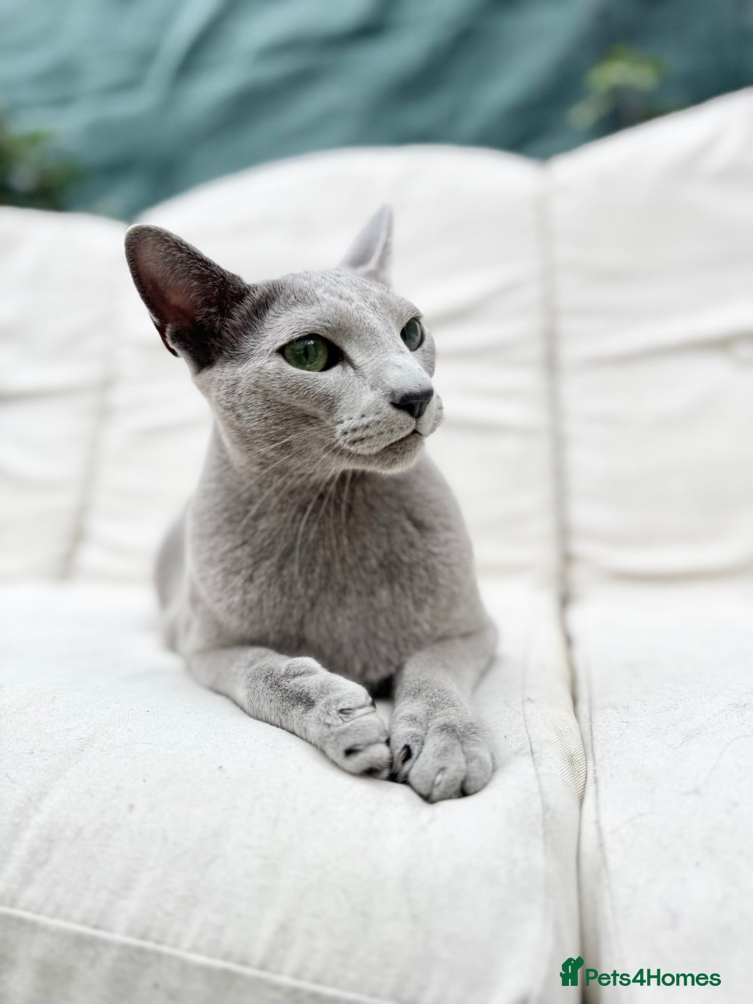 Russian Blue cats for sale: Lovely full pedigree Russian Blue 1.5 years old - Image 1