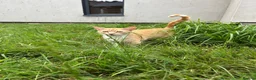 Mixed Breed cats for sale: Ginger Kittens for sale! Ready now!  - Advert 3