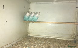 Lovebirds birds for sale: Peach face lovebirds  - Image 4
