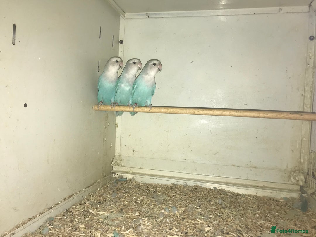 Lovebirds birds for sale: Peach face lovebirds  - Image 4
