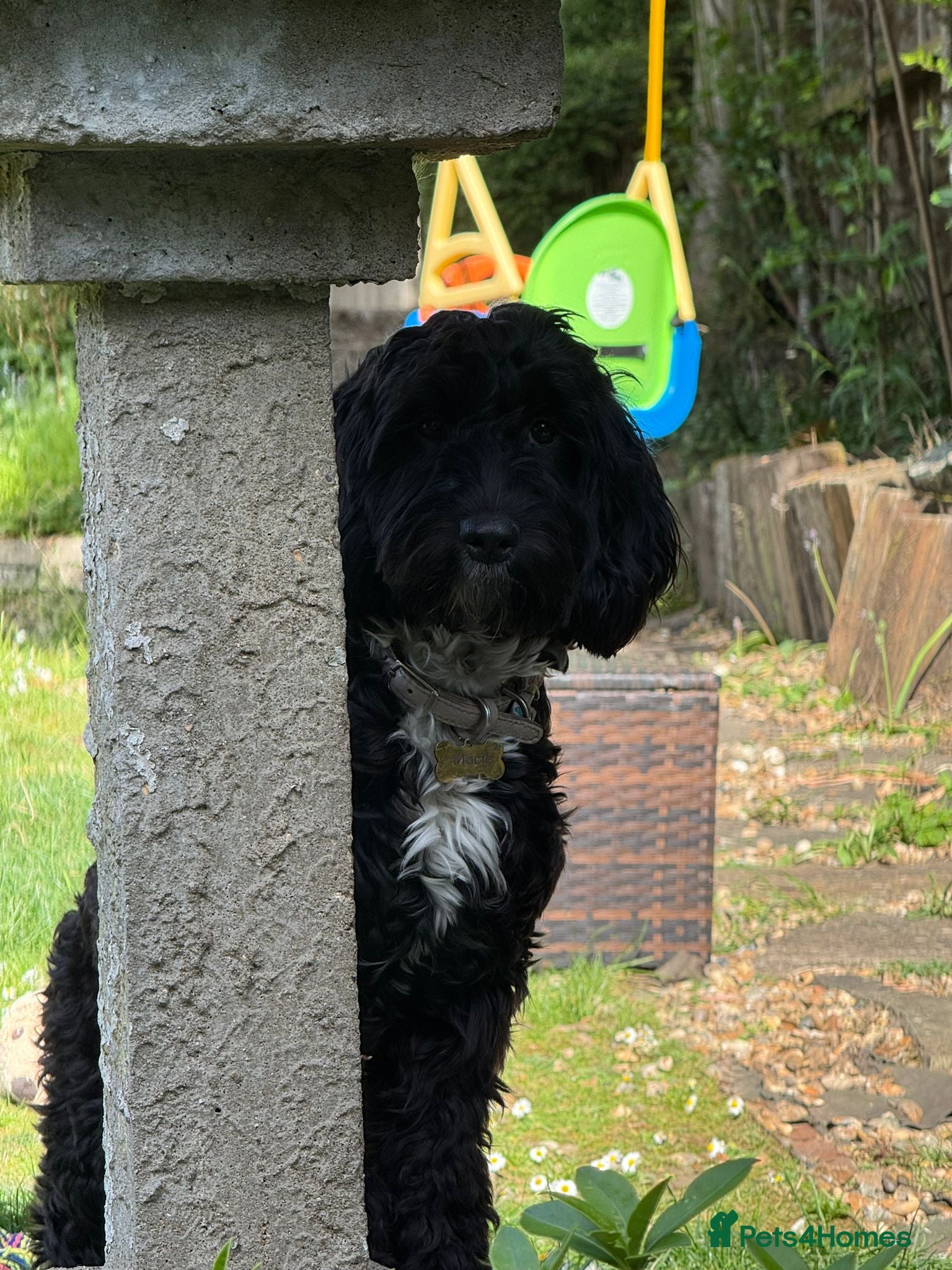 Cockapoo dogs for sale: Rehoming our lovely Macie - Advert 1