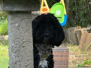 Cockapoo dogs Rehoming our lovely Macie - Advert 3