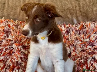 Border Collie dogs Exceptional Border collie puppy - Advert 3