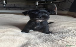 Miniature Schnauzer dogs for sale: 5 beautiful mini schnauzer puppies  - Image 6